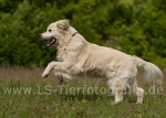 12 Balu